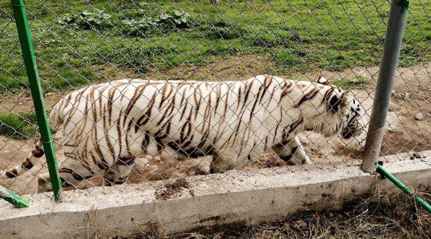 Tigre de Bengala escapa de Zoológico en Xicotepec, Puebla Tigre de Bengala escapa de Zoológico en Xicotepec, Puebla