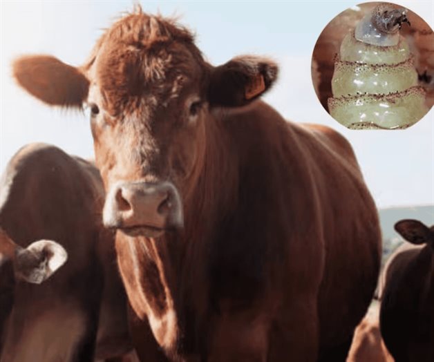 EU reconoce avances de México contra el gusano barrenador EU reconoce avances de México contra el gusano barrenador