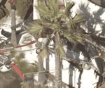Reportan cinco heridos tras caer helicóptero en California