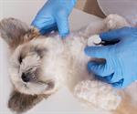 Anuncian esterilización gratuita para perros y gatos en Tamaulipas
