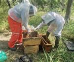 En el olvido proyecto de atención abejas