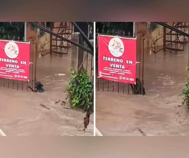 Perro lucha por su vida en medio de la inundación en Poza Rica Perro lucha por su vida en medio de la inundación en Poza Rica