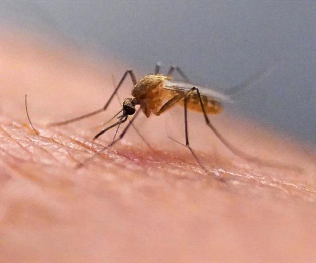 Virus chikungunya detectado en Long Island, Nueva York Virus chikungunya detectado en Long Island, Nueva York