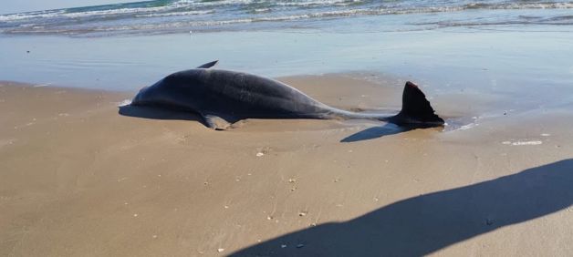 Basura de cohete de SpaceX llega de nuevo a playa Bagdad Basura de cohete de SpaceX llega de nuevo a playa Bagdad