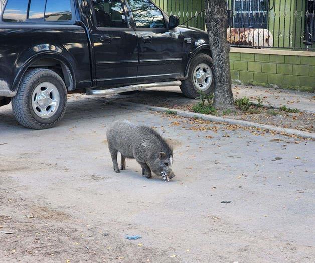 Causa asombro la aparición de un jabalí Causa asombro la aparición de un jabalí
