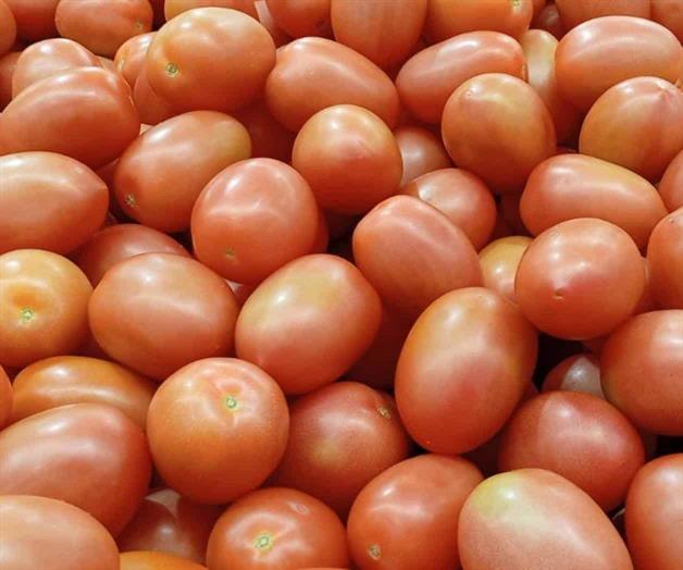 Aprovechan amas de casa el tomate barato