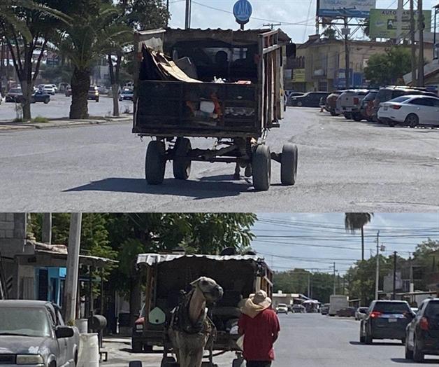 Persiste la explotación de animales