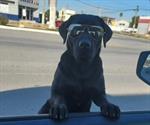 Perro se hace viral con lentes