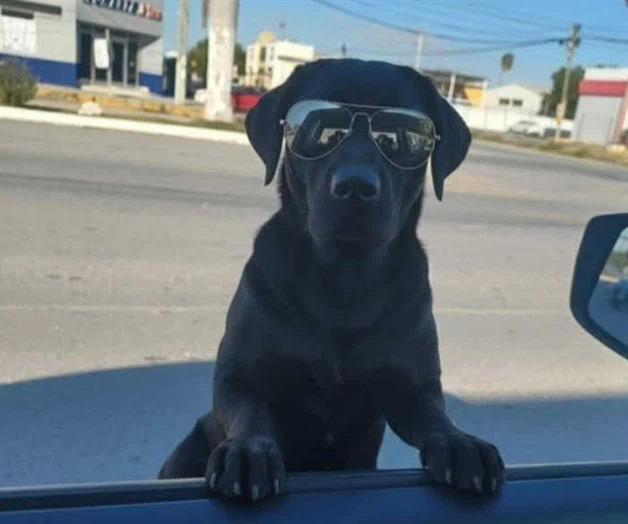Perro se hace viral con lentes
