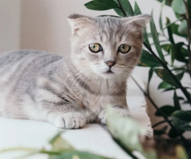 Por qué los gatos sufren de problemas renales y cómo identificarlos Por qué los gatos sufren de problemas renales y cómo identificarlos