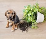 Conoce las plantas tóxicas que podrían dañar a tu perro