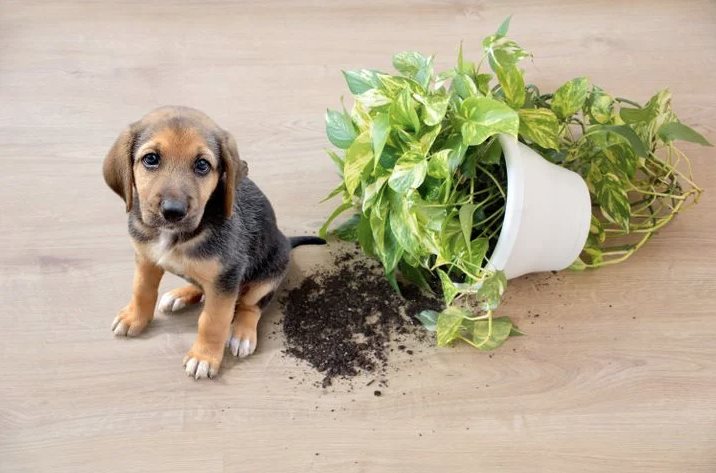 Conoce las plantas tóxicas que podrían dañar a tu perro Conoce las plantas tóxicas que podrían dañar a tu perro