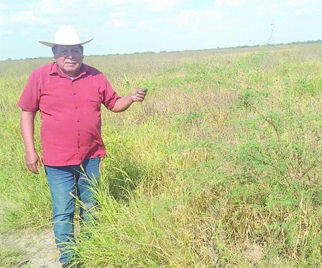 Sin sembrar, 50 mil hectáreas