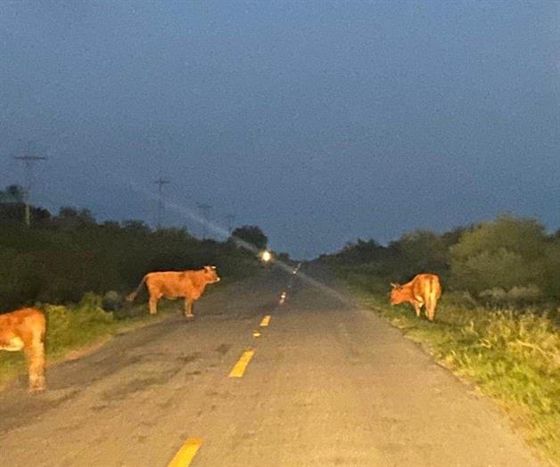 Alertan por ganado suelto en carretera Alertan por ganado suelto en carretera