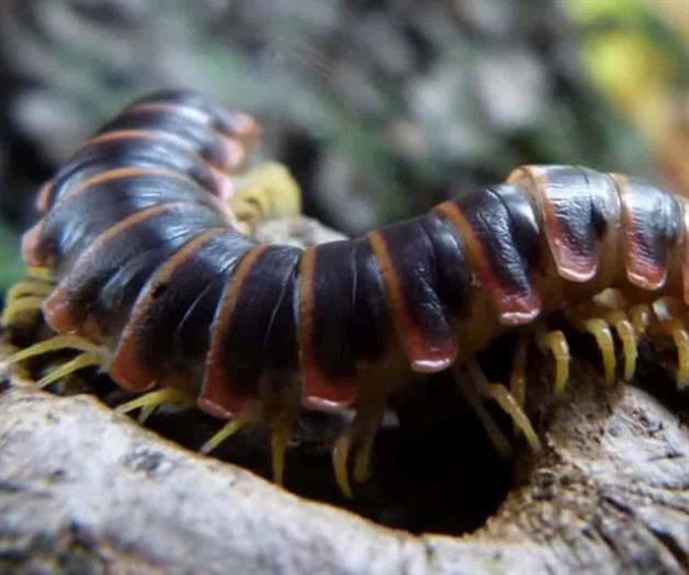 Preocupa la aparición de arañas y ciempiés gigantes Preocupa la aparición de arañas y ciempiés gigantes