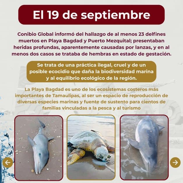 Senadora Olga Sosa lanza exhorto para proteger delfines en Matamoros