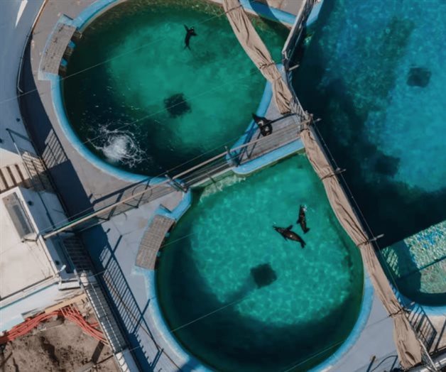 Profepa sanciona al Acuario de Veracruz por maltrato animal