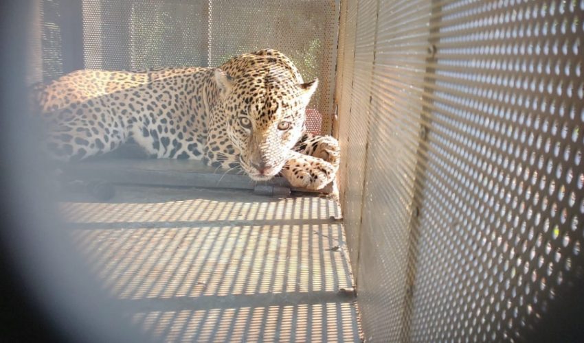 Encuentran jaguar en Soto la Marina Encuentran jaguar en Soto la Marina