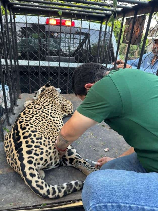 Encuentran jaguar en Soto la Marina Encuentran jaguar en Soto la Marina