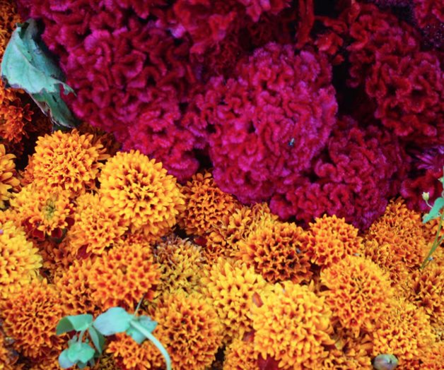 Día de Muertos: Consejos para que el cempasúchil duren más tiempo Día de Muertos: Consejos para que el cempasúchil duren más tiempo