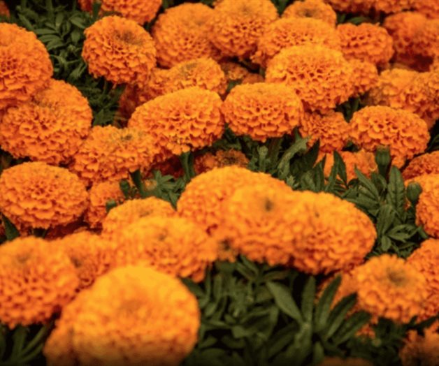 Tipos de cempasúchil: Así puedes distinguir la flor mexicana Tipos de cempasúchil: Así puedes distinguir la flor mexicana