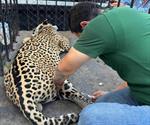 Capturan  ejidatarios a un jaguar