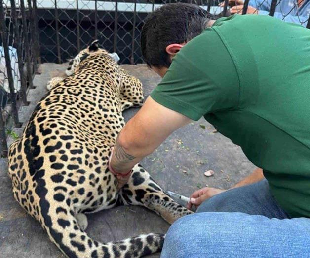 Capturan ejidatarios a un jaguar Capturan ejidatarios a un jaguar