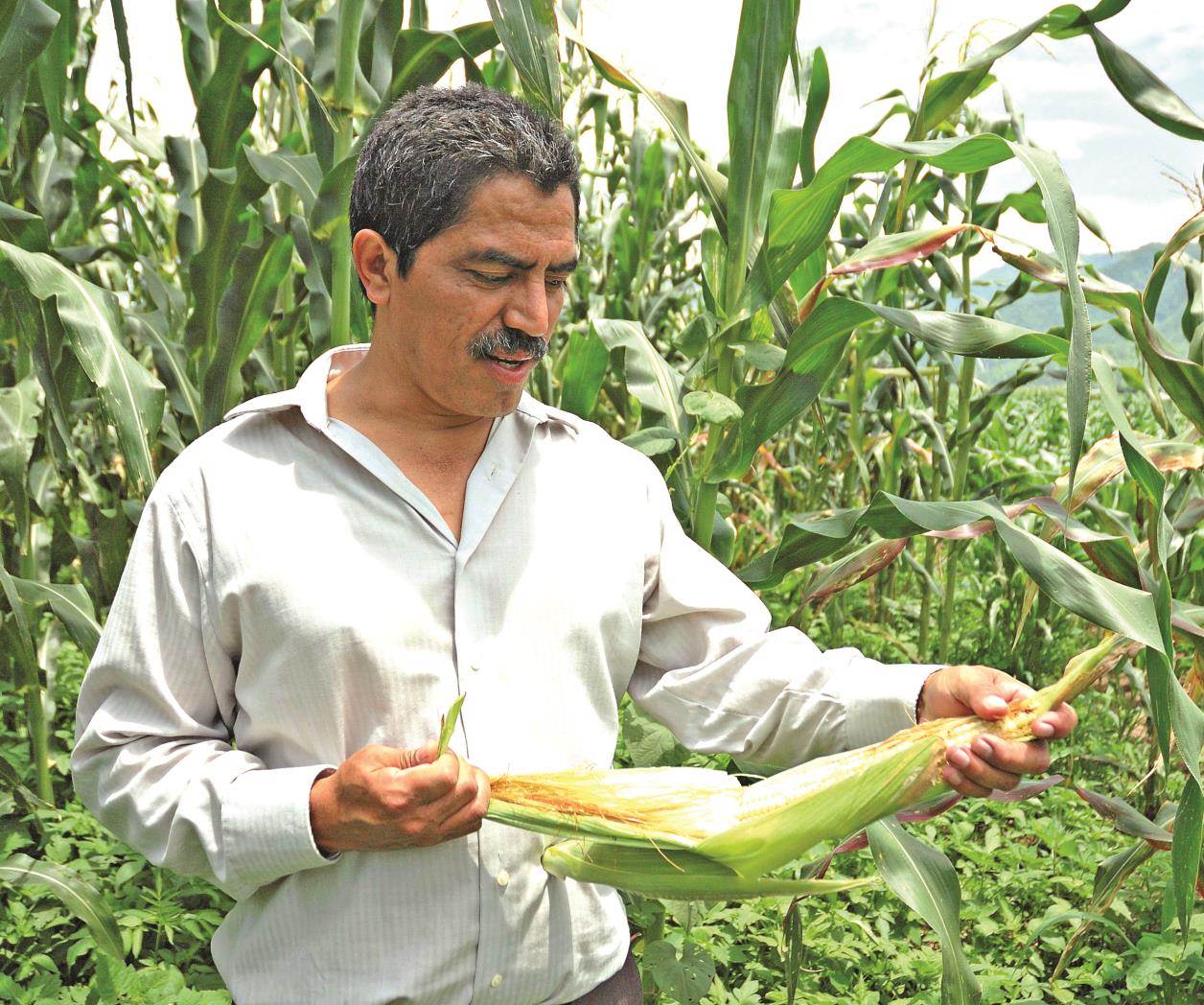 Fijan nuevos precios al frijol y maíz blanco