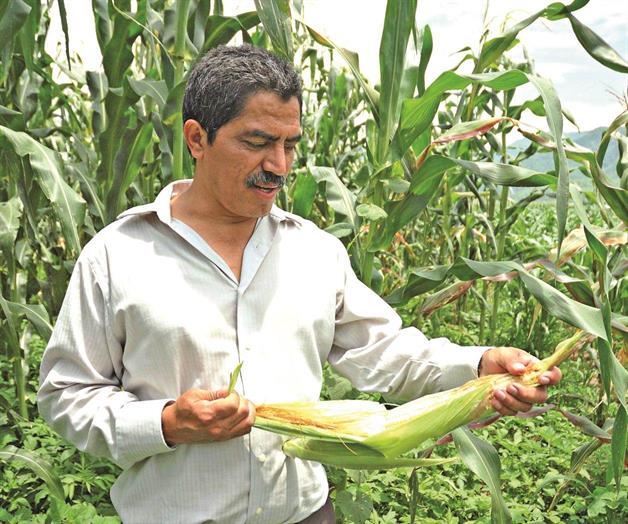 Fijan nuevos precios al frijol y maíz blanco Fijan nuevos precios al frijol y maíz blanco