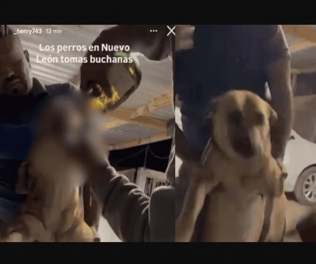 Video de perro obligado a beber alcohol causa revuelo en redes Video de perro obligado a beber alcohol causa revuelo en redes