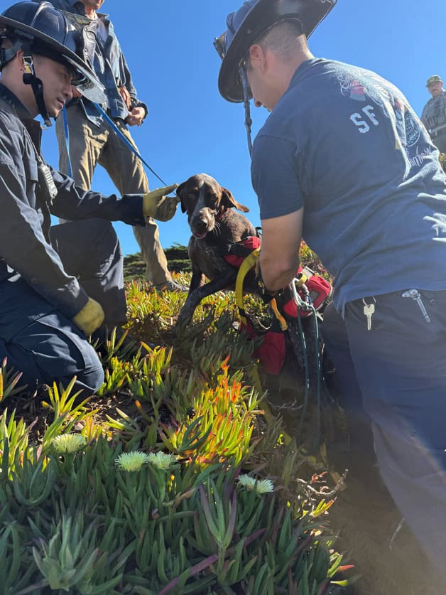Perro agradece efusivamente tras ser rescatado por bomberos de un acantilado en San Francisco Perro agradece efusivamente tras ser rescatado por bomberos de un acantilado en San Francisco