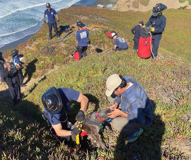 Perro agradece efusivamente tras ser rescatado por bomberos de un acantilado en San Francisco Perro agradece efusivamente tras ser rescatado por bomberos de un acantilado en San Francisco