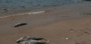 Piden a Sheinbaum frenar expansión de actividad petrolera Piden a Sheinbaum frenar expansión de actividad petrolera