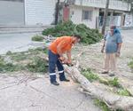 Fuertes vientos en San Fernando derribaron ramas de árboles y cables de la CFE