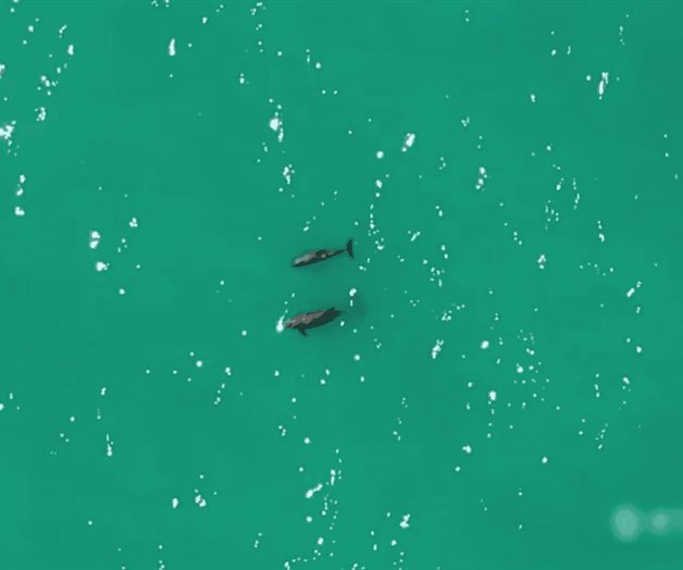 Confirman avistamiento de vaquitas marinas en el Golfo de California Confirman avistamiento de vaquitas marinas en el Golfo de California