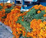 Comienza venta de la flor de cempasúchil