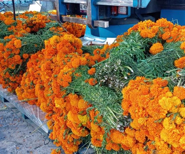 Comienza venta de la flor de cempasúchil