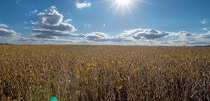 Senado aprueba resolución para revertir aranceles de Trump en todo el mundo; no entraría en vigor Senado aprueba resolución para revertir aranceles de Trump en todo el mundo; no entraría en vigor