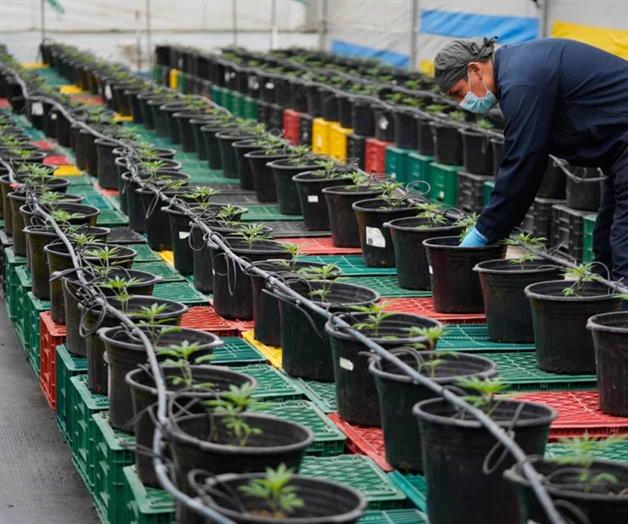 Colombia se alista para vender la flor de cannabis en las farmacias Colombia se alista para vender la flor de cannabis en las farmacias