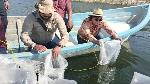 Siembran alevines de tilapia en presa Marte R. Gómez Siembran alevines de tilapia en presa Marte R. Gómez