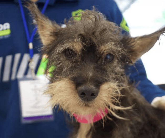 Multan con más de 90 mil pesos a mujer por maltrato animal en Mérida