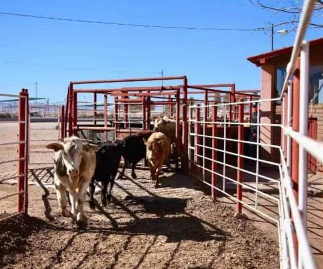 Urge Texas reabrir frontera para el ganado mexicano Urge Texas reabrir frontera para el ganado mexicano