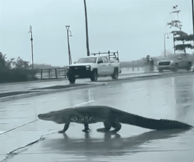 Suman 250 cocodrilos capturados en el sur Suman 250 cocodrilos capturados en el sur