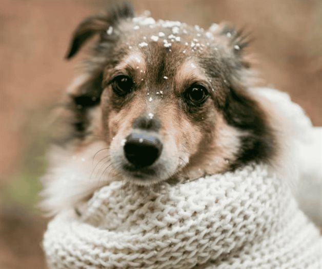 Cómo cuidar a tu perro en temporada de frío Cómo cuidar a tu perro en temporada de frío