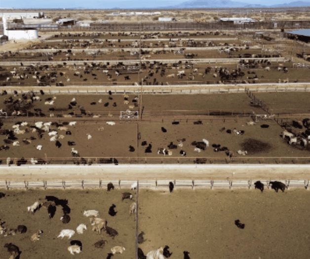 México y EU conversan si reanudan exportaciones de ganado, en pausa por gusano barrenador