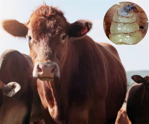 Sin fecha para reabrir frontera con EU y exportar ganado: Sheinbaum