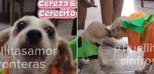 Perros rescatados de explosión de pipa serán dados de alta
