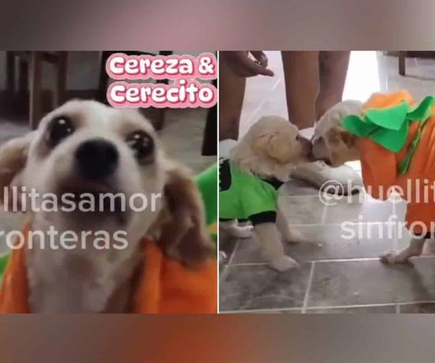 Perros rescatados de explosión de pipa serán dados de alta Perros rescatados de explosión de pipa serán dados de alta