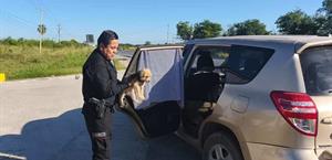 Perrito se reúne con su familia después de quedar solo tras choque en Tamaulipas Perrito se reúne con su familia después de quedar solo tras choque en Tamaulipas