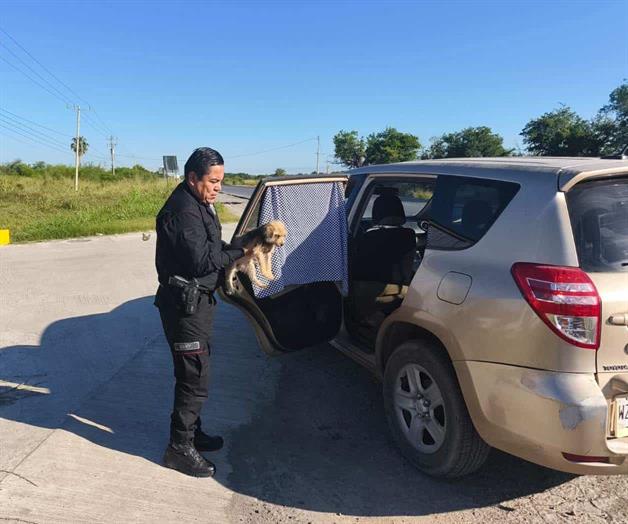 Perrito se reúne con su familia después de quedar solo tras choque en Tamaulipas Perrito se reúne con su familia después de quedar solo tras choque en Tamaulipas